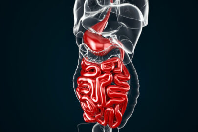 Human Digestive System Anatomy (Stomach with Small Intestine). 3D illustration. Contains clipping path - slon.pics - free stock photos and illustrations