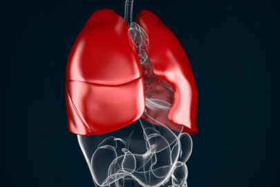 Human lungs, front view - slon.pics - free stock photos and illustrations