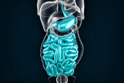 Intestine. 3D illustration - slon.pics - free stock photos and illustrations