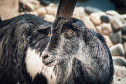 Portrait of cute black goat - slon.pics - free stock photos and illustrations