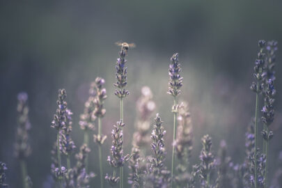 Bee perching on lavender - slon.pics - free stock photos and illustrations