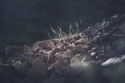Close-up of grass sprouting through the stones - slon.pics - free stock photos and illustrations