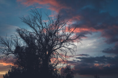 Dead tree silhouetting against sunset - slon.pics - free stock photos and illustrations