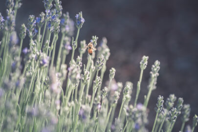 Honeybee on Lavender flower - slon.pics - free stock photos and illustrations