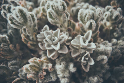 Succulent background - slon.pics - free stock photos and illustrations