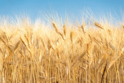 Yellow wheat backdrop - slon.pics - free stock photos and illustrations