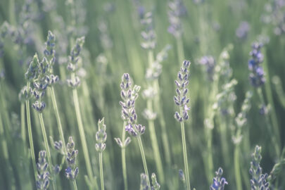 Blurry lavender field - slon.pics - free stock photos and illustrations