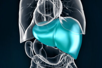Illustration of human liver - slon.pics - free stock photos and illustrations
