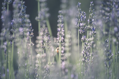 Lavender flowers - slon.pics - free stock photos and illustrations