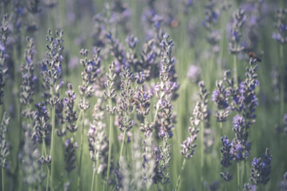 Lavender flowers with bees - slon.pics - free stock photos and illustrations