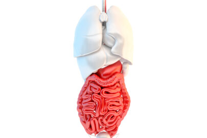 Full length view of human internal organs with highlited digestive system - slon.pics - free stock photos and illustrations