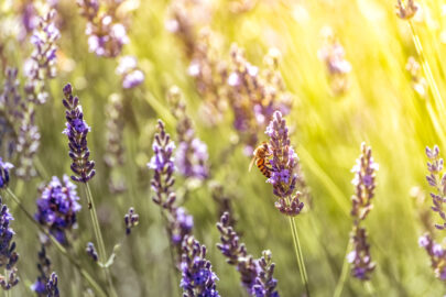 Bee pollinating while looking for nectar on purple flowers of lavender - slon.pics - free stock photos and illustrations