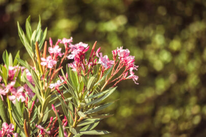 Blooming oleander - slon.pics - free stock photos and illustrations