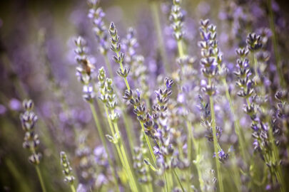 Branches of flowering lavender - slon.pics - free stock photos and illustrations