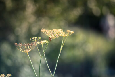 Close-up of fennel flowers - slon.pics - free stock photos and illustrations