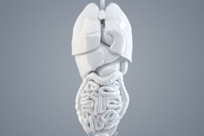 Human internal organs. 3D illustration. Isolated. Contains clipping path - slon.pics - free stock photos and illustrations
