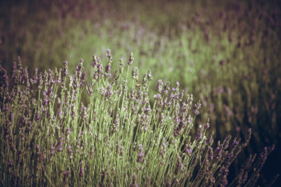 Lavender - slon.pics - free stock photos and illustrations