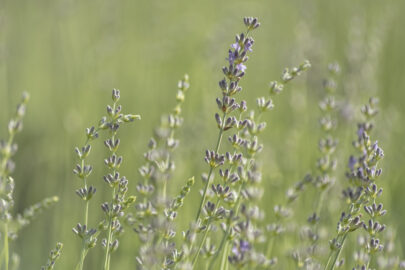 Lavender bush close-up - slon.pics - free stock photos and illustrations