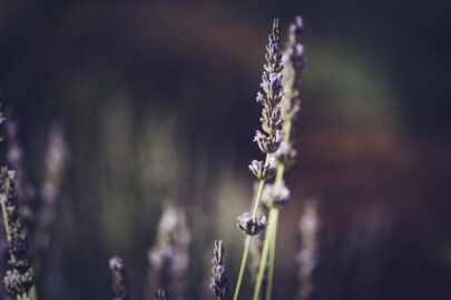 Lavender flowers branch - slon.pics - free stock photos and illustrations