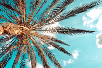 Palm tree against blue sky - slon.pics - free stock photos and illustrations