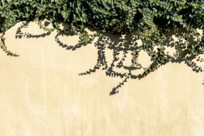Wall with ivy lush - slon.pics - free stock photos and illustrations
