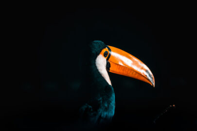 Colorful Toucan over dark background - slon.pics - free stock photos and illustrations