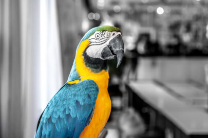 Macaw parrot portrait - slon.pics - free stock photos and illustrations